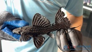 Pleco L185 /Pleco /Wild Pleco /Freshwater 黑豹坦克异型/异型鱼/南美观赏鱼 (Sin Quan Aquaculture Enterprise)