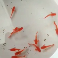 Ikan Guppy Albino Koi Red Ear Gen King Koi | 10 Pasang | NF Guppy