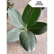 Ficus/ rubber tree AUDREY