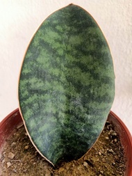 Dwarf Baby Whale Fin Dwarf Sansevieria Masoniana Whale Fin Sansevieria Indoor
