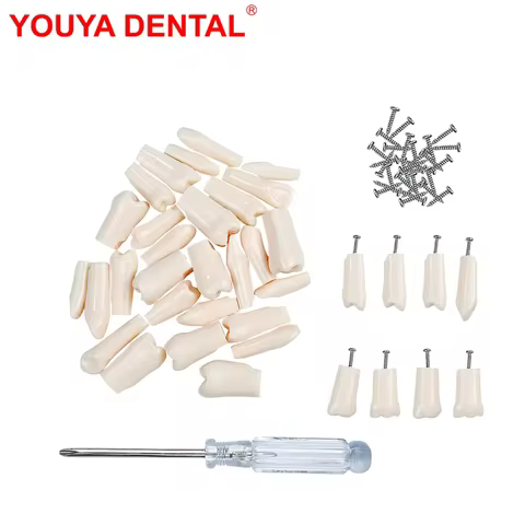 28/32pcs Dental Teeth Model For Dental Technician Practice Replacement Teeth For Nissin Models / Den