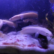 Channa Argus Albino