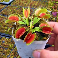 กาบหอยแครงปากแดง เมล็ดพันธุ์ Venus Flytrap Seeds ต้นไม้กินแมลง Green Carnivorous Plants Fun Succulen