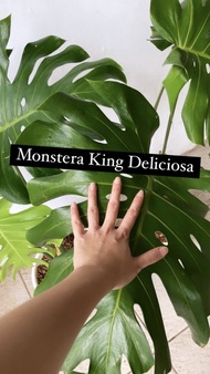 Monstera King Deliciousa Jumbo Rimbun Dengan Pot