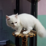 Adopsi Kucing Persia