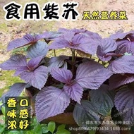 Four Seasons Edible Perilla Seeds Perilla Seeds Perilla Seeds Coriander Seeds Perilla Balcony Potted