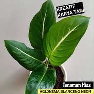 Tanaman hias Aglonema Blanceng Neon - AGLO BLANCENG NEON ( Bisa COD )