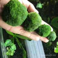 Fish Tank Aquatic Plant Living Ecological Bottle Seaweed Ball Aquarium Landscaping Decoration Green 