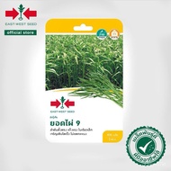 400 Biji Benih Kangkung Yod Phai 9 / Kangkung Bamboo / Kangkung Daun Tirus Panjang / East West Seed 