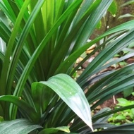 Fresh Pandan Leaves. Fresh Fragrant Pandan Leaves