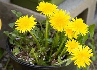 Dandelion flower HERBS Seeds - (Taraxacum Officinale)