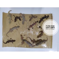 Pelekat Cicak Tanpa Racun @ cicak