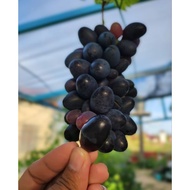 Anak pokok anggur Gozv Anggur kayangan buah besar