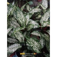 pokok Aglaonema Eileen