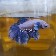 Rosetail Dumbo Halfmoon Betta