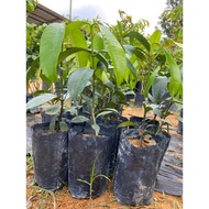 ANAK POKOK BUAH MANGGIS MESTA HYBRID