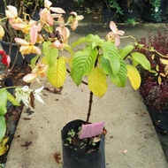 🌱 Janda Kaya Oren Pokok Hidup Live plant Hiasan Garden Outdoor Tahan Panas dan Mudah Membiak