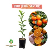 Termurah BIBIT JERUK SANTANG MADU - JERUK SANTANG MADU - BIBIT SANTANG