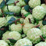 Fake fruit, 20 custard apple, model fruit, fake fruit - home decoration