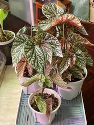 富士山錦秋海棠