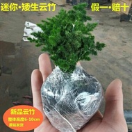 Luo Dong Tangshan Dwarf Yunzhu Asparagus Fern Yunsong Bamboo Office Easy to Keep Green Plant Desktop Evergreen Small Pot