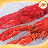 Wild Caught Boston Lobster /Boston Lobster 350g(SELANGOR)