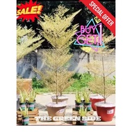 VARIEGATED AFRICAN TALISAY/ LAYERING GARDEN PLANT ALIVE‼️