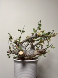 OM橄欖 Commiphora Omundomba