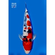 New Product!! Sanke 60 Bu Male Sakai Uncle Ikan Koi Import Sertifikat