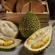 Duren/Durian Musang King Sultan utuh