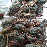 Promo Lobster air laut hidup grosir Murah
