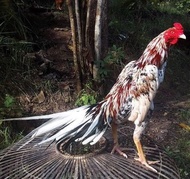 Telur Ayam Petarung Aduan Bangkok Ekor Lidi