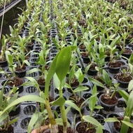 New!! Seedling Anggrek Hitam Papua