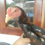 Ayam jantan trah ShamoKhoy Tulangan tebal Mental Petarung Jawara