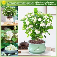 เม็ดพันธุ์ เมล็ดดอกมะลิ ดอกไม้หอม บรรจุ 50 เมล็ด Bonsai Jasmine Flower Seeds for Planting บอนสี เมล็