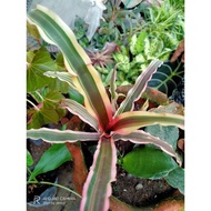 cryptanthus bromeliodes