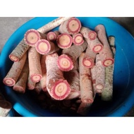 Red Alingatong Miracle Roots 1/2 kilo