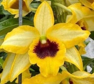 春石斛高爾夫✨️內潑墨✨️
Den. Ching Ann Lucky
（有意 PM 問價）
