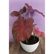 Keladi/Caladium Thai. ID Burning Heart