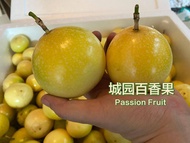 (M Size) Buah Markisa Emas Panama Passion Fruit Panama Golden 100%Sweet Fruit Buah Markisa Kuning Pa