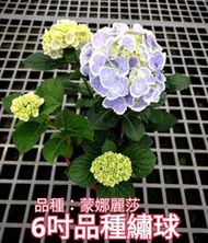 ^花草巷弄^ 6吋盆 / 蒙娜麗莎 / 繡球花 / 觀花植物