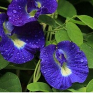 Bunga telang biji benih anak pokok Butterfly pea bunga nasi kerabu