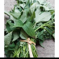 Daun ubi jalar/Daun ketela/Glandir 1 ikat
