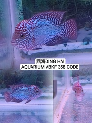 New 3.5 inch vip SUPER RED kamfa Malao big boom head  flower horn fish...big kok and colour red...pe