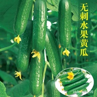 🌹🌺Fruit cucumber four seasons sowing seeds high-yield cucumbers without racking seeds melon seeds potted rapeseed vegeta