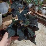 tanaman hias begonia keong black