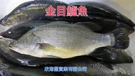 【海鮮7-11】金目鱸魚  10-12兩   殺清三去 *肉細美味，無細刺＊單隻140元＊