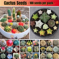 [Easy To Grow In Singapore] Mixed Cactus Seeds Bonsai Seeds for Planting 仙人掌 Potted Cactus Plants for Radiation Protection Kaktus Tak Berduri Flowering Castus Indoor Air Plant Live Plant Flower Seeds  Succulent Cactus Plants Seed
