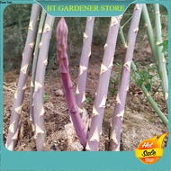 5 Pcs Biji Benih Purple asparagus 紫色芦笋种子 Purple asparagus Seed Ready Stock Sarawak
