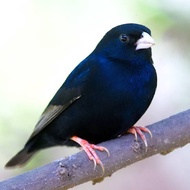 Burung indigo village rawatan